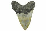 Serrated, Fossil Megalodon Tooth - North Carolina #368447-1